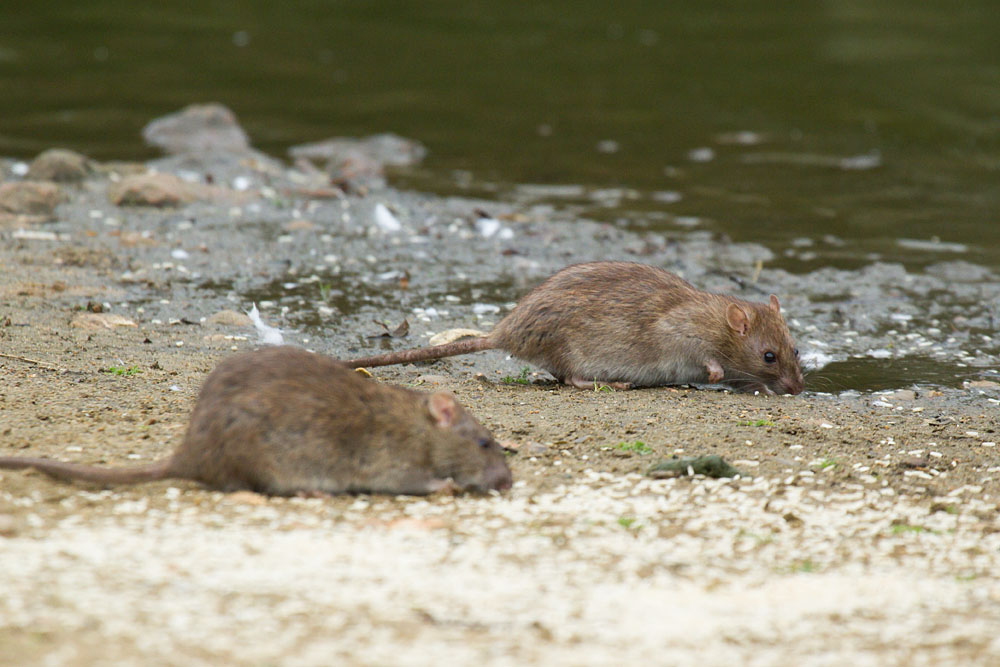 Rats (Rattus norvegicus) feeding and playing at the edge of Falmer Pond, East Sussex