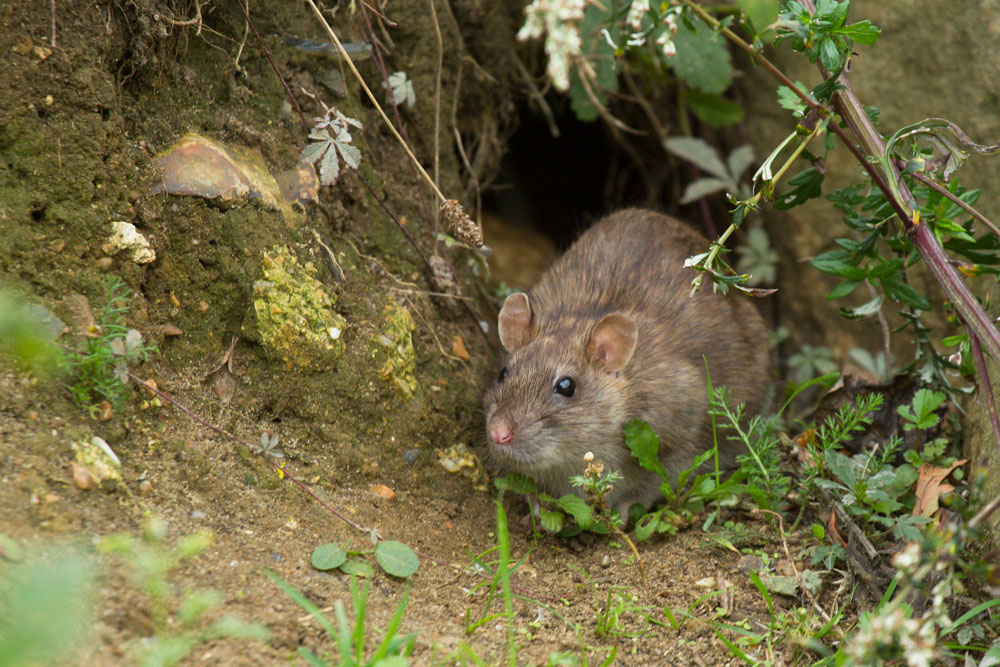 Adult brown rat (Rattus norvegicus) emerging from a burrow along the exposed banks of Falmer Pond in East Sussex