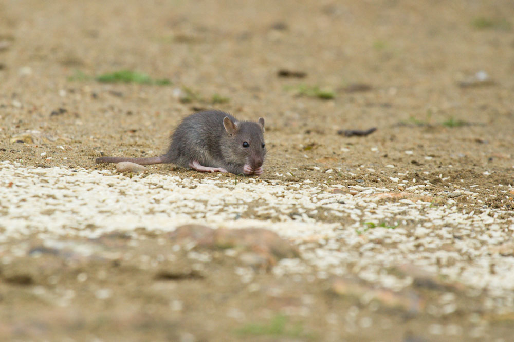 Very young baby rat (Rattus norvegicus) feeding on rice grains at the edge of Falmer Pond, East Sussex