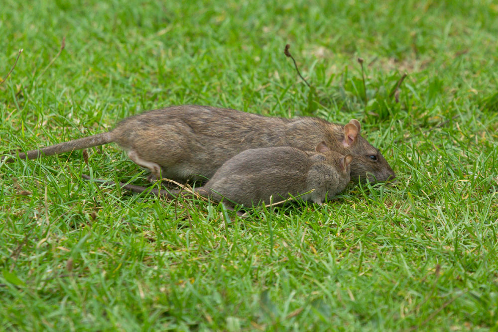 Adult and juvenile brown rat (Rattus norvegicus) foraging on the grass bank at the edge of Falmer Pond, East Sussex