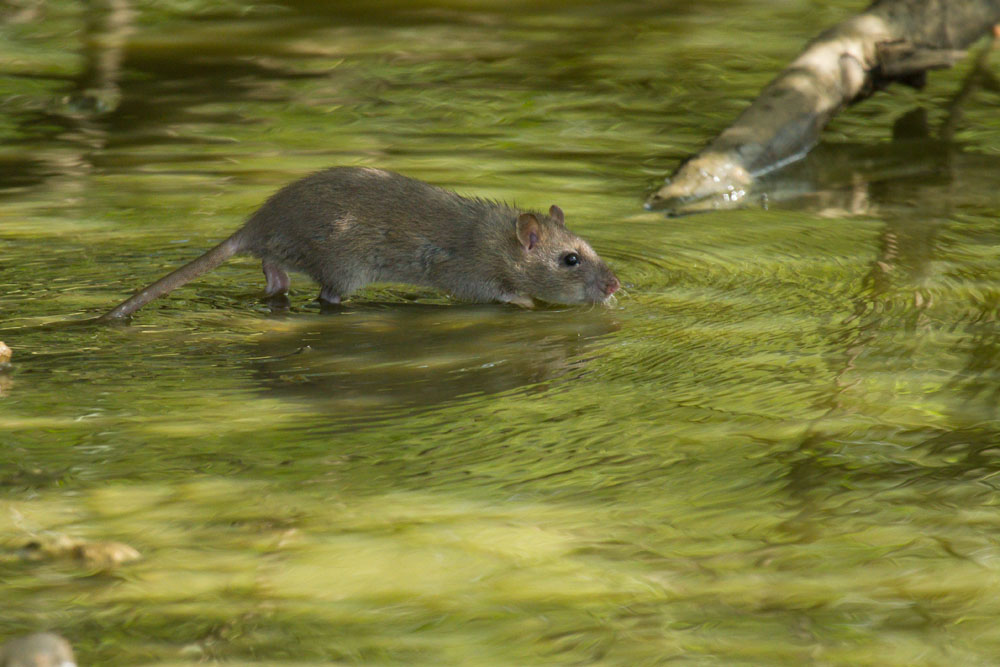 Juvenile brown rat (Rattus norvegicus) foraging in shallow water at the edge of Falmer Pond, East Sussex