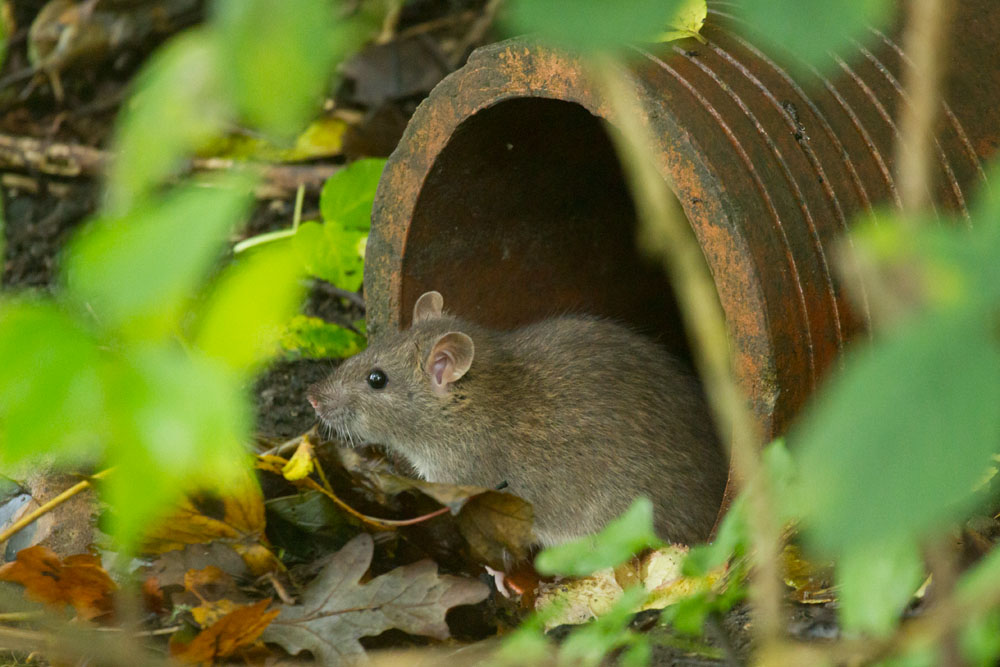 Brown rat (Rattus norvegicus) at the entrance to a drainage pipe