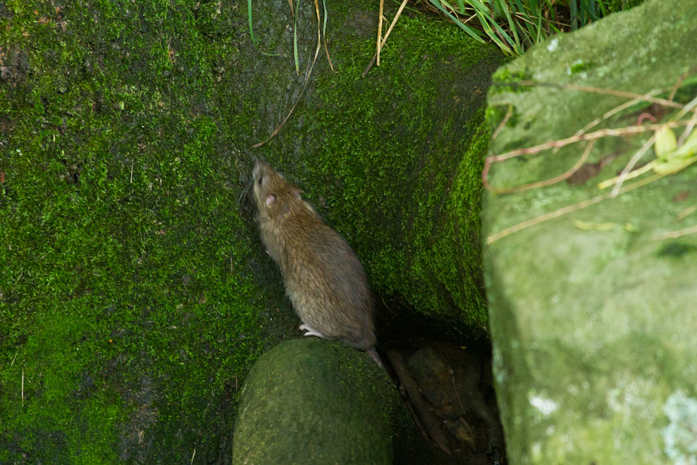 Brown rat (Rattus norvegicus) standing on hind legs on a tree root against a green lichen covered tree trunk.