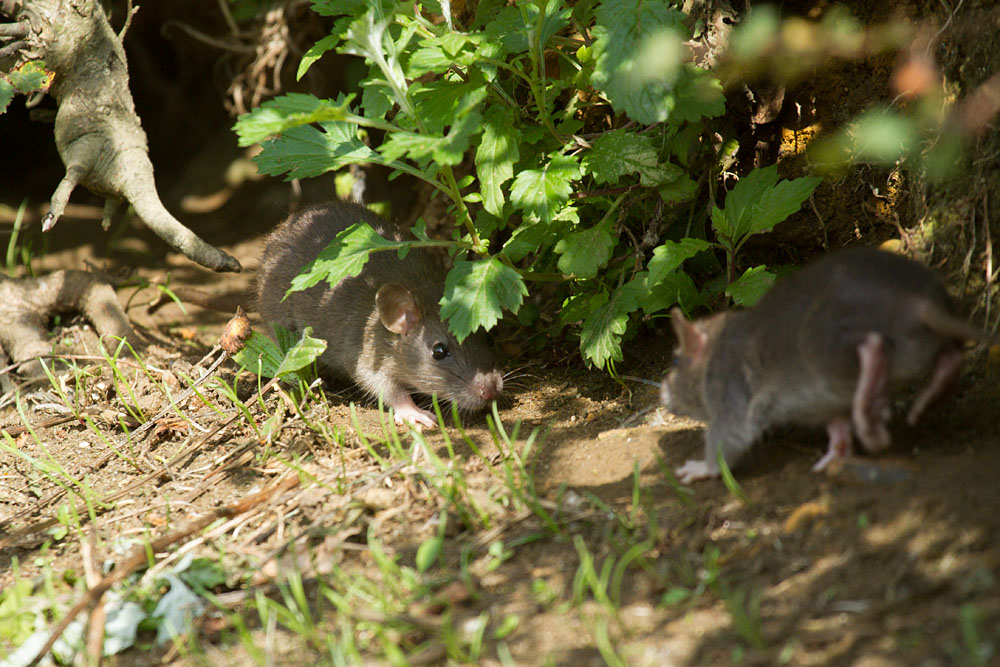 Young brown rats scrabbling for food and climbing over tree roots