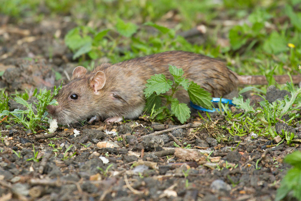 Brown rat (Rattus norvegicus) foraging in the grass fringe of Falmer Pond, East Sussex.