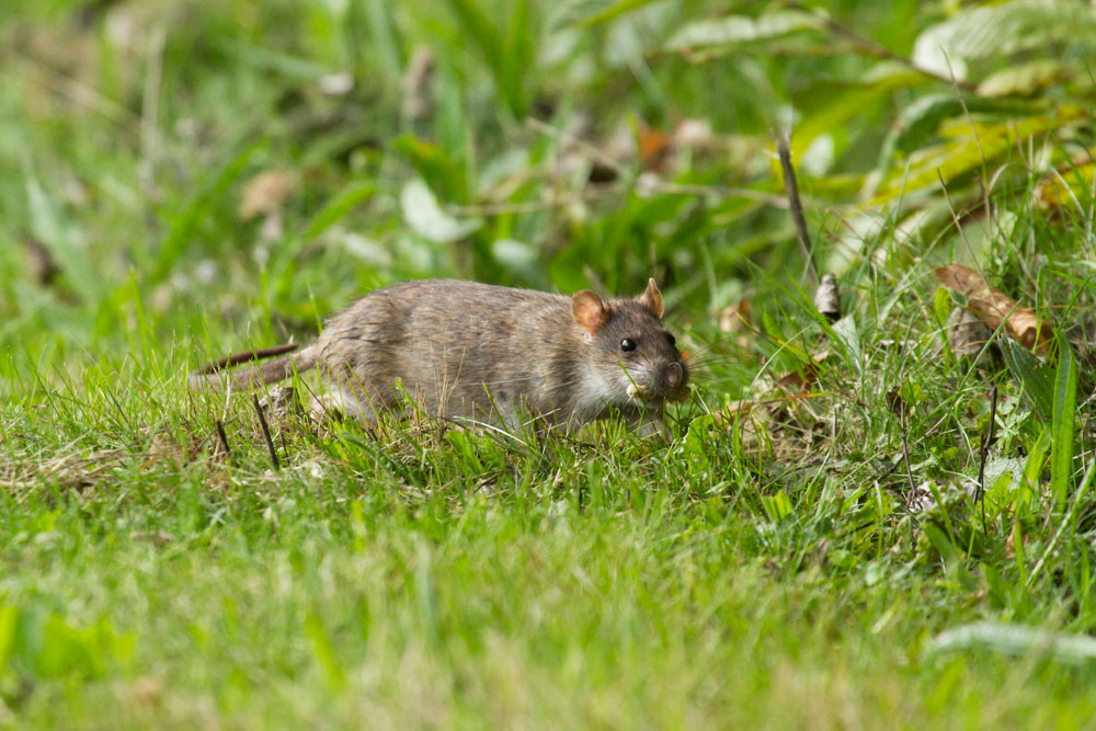 Brown rat (Rattus norvegicus) foraging in the grass fringe of Falmer Pond, East Sussex.