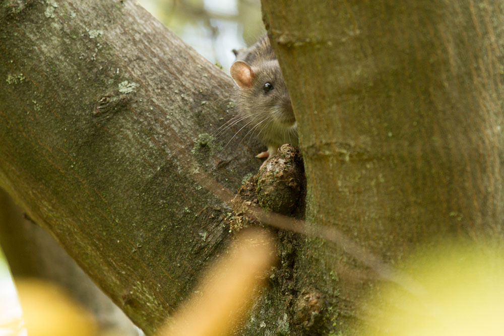 Brown rat (Rattus norvegicus) perched in the bough of a tree in woodland adjacent to Falmer Pond East Sussex