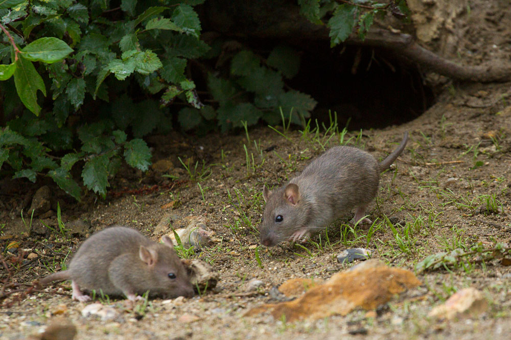 Young brown rats (Rattus norvegicus) running along the exposed banks of Falmer Pond in East Sussex