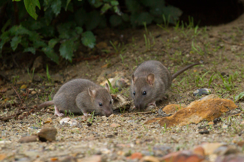 Young brown rats (Rattus norvegicus) running along the exposed banks of Falmer Pond in East Sussex