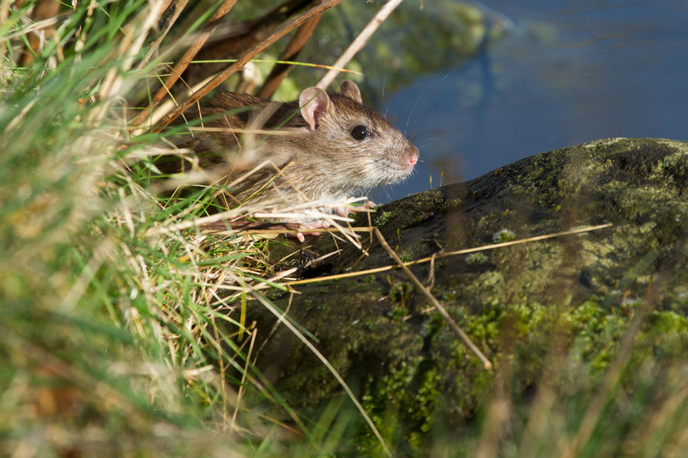 Brown rat scurrying and swiming along the fringes of a swollen pond, Falmer, East Sussex