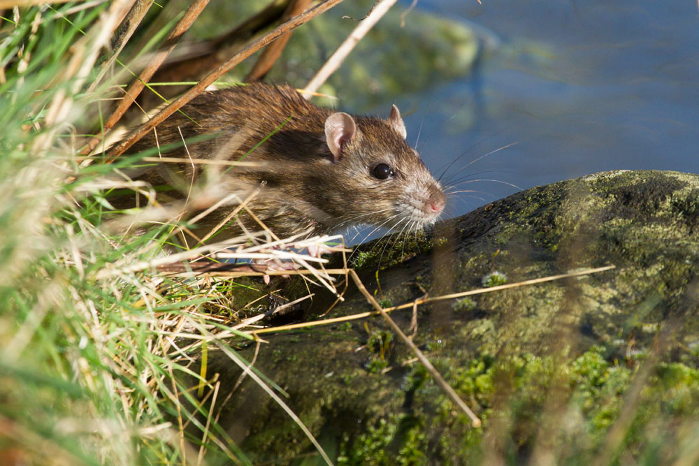 Brown rat scurrying and swiming along the fringes of a swollen pond, Falmer, East Sussex