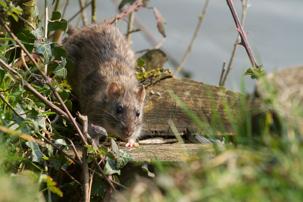 Brown rat scurrying around the fringes of Falmer Pond, East Sussex