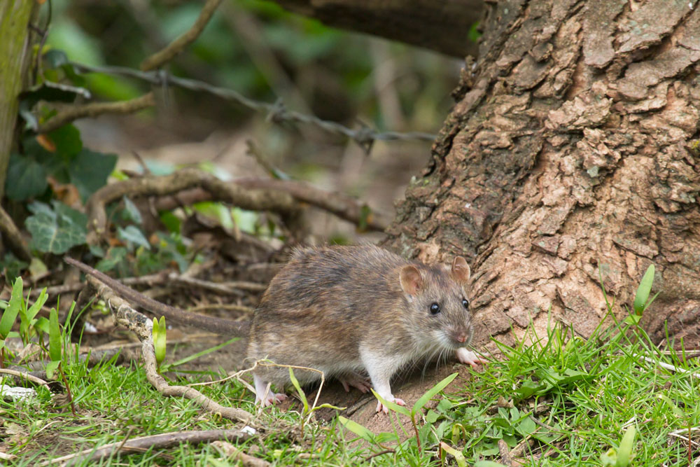 Brown rat at the edge of woodland, Falmer, East Sussex