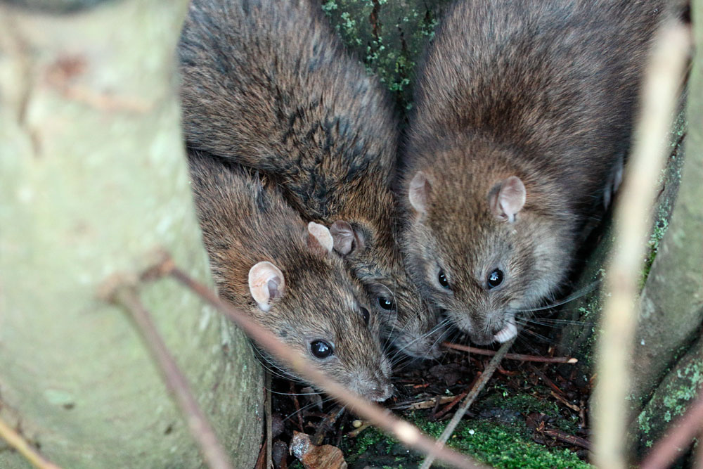 Three rats among the tree roots at the edge of Falmer Pond, East Sussex