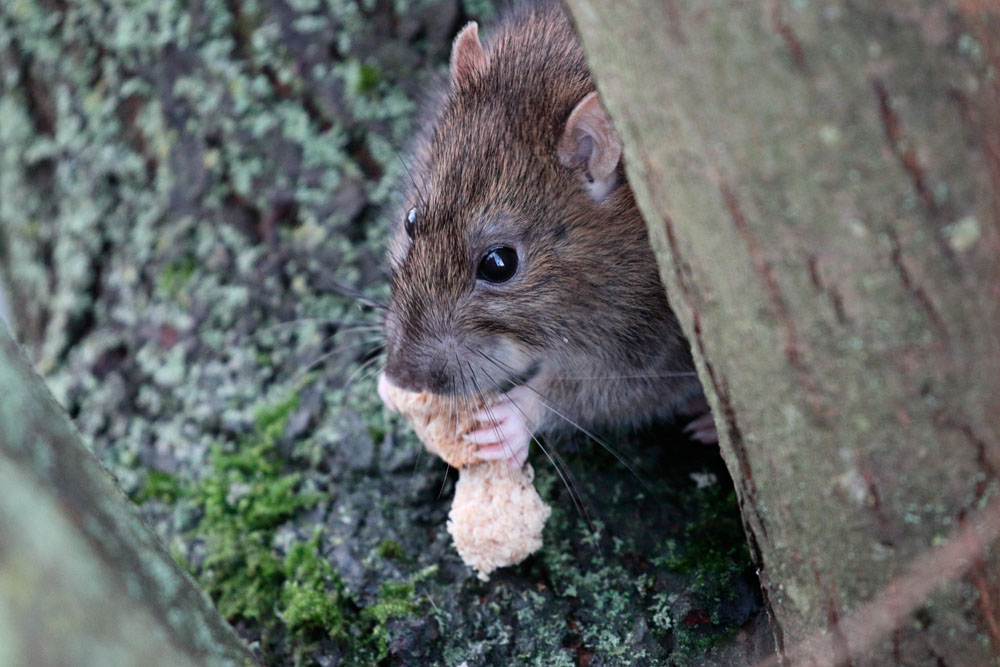 Brown rat eating bread at Falmer Pond, East Sussex