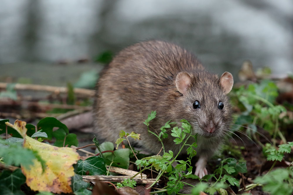 Brown rat at Falmer Pond
