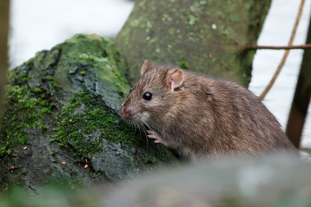 Brown rat at Falmer Pond