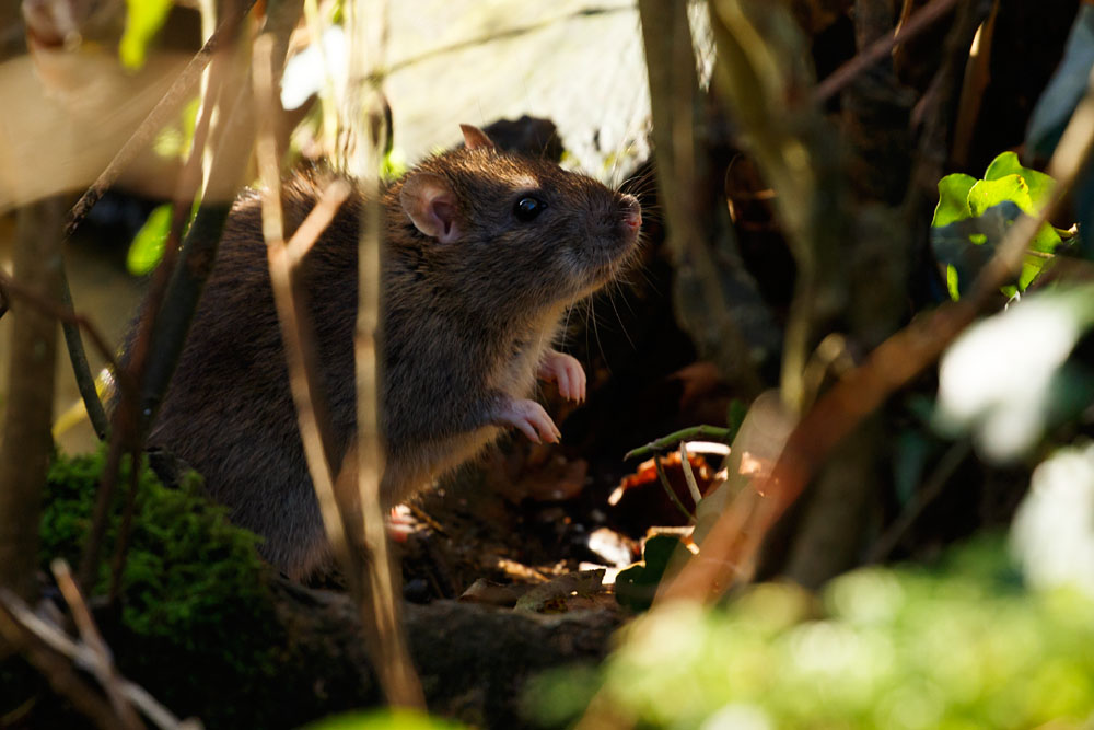 Brown rat at Falmer Pond, East Sussex