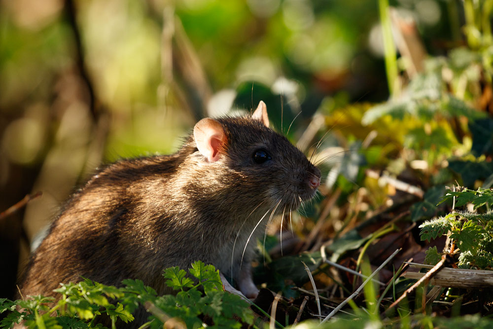 Brown rat at Falmer Pond, East Sussex