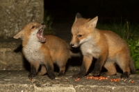 Two young fox cubs fighting over food.