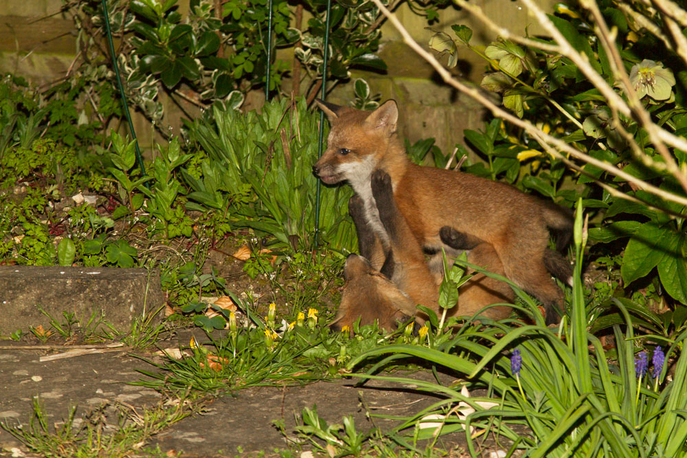 Two young fox cubs fighting over food.