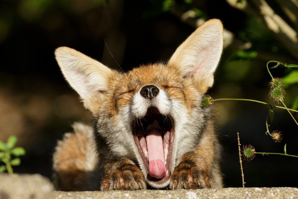 The young male cub enjoying a mighty yawn