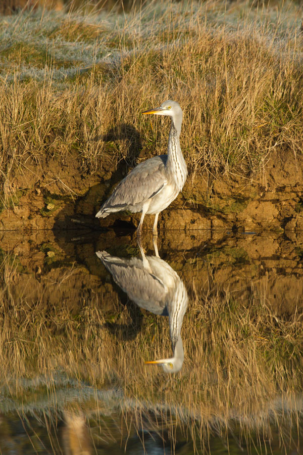 Grey heron (Ardea cinerea) standing upright in mirror still water against golden vegetation with full reflection. Seven Sisters Country Park, East Sussex.