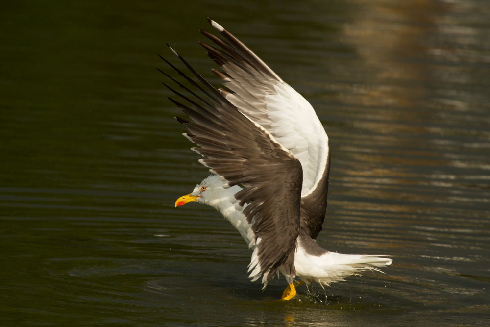 Lesser black backed gull (Larus fuscus) spreading wings on Falmer Pond, East Sussex, showing distinctive dark plumage and yellow legs