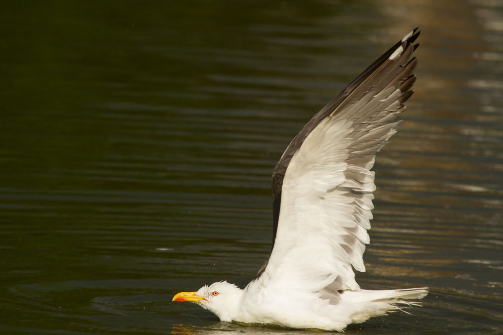 Lesser black backed gull (Larus fuscus) with wings fully raised on Falmer Pond, East Sussex, showing distinctive dark plumage on wing tips and red eye ring.
