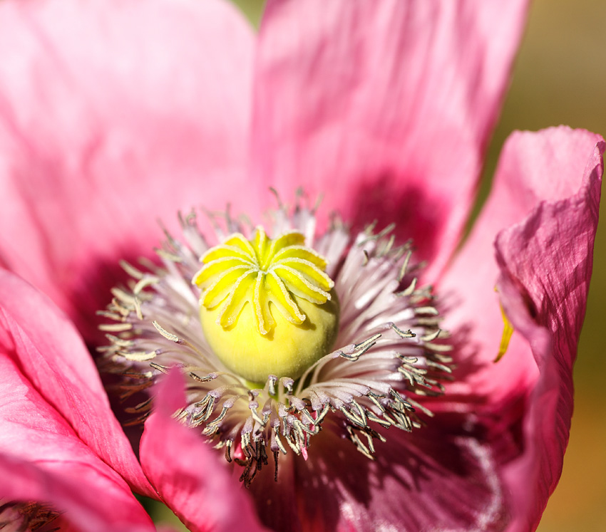 Opium poppy (Papaver somniferum)