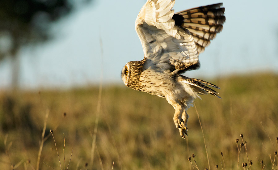Short Eared Owl at Sheepcote Valley, Brighton, East Sussex