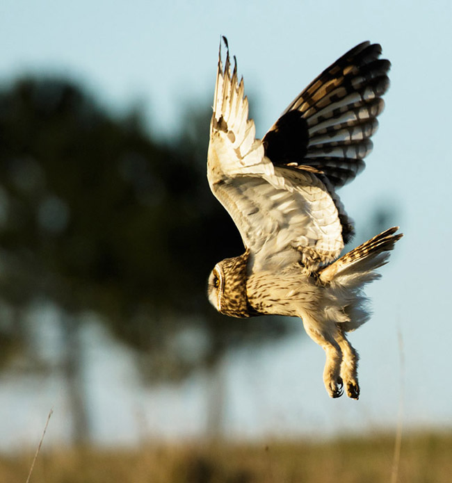 Short Eared Owl at Sheepcote Valley, Brighton, East Sussex