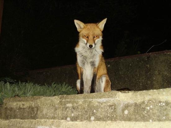 fox0210 056