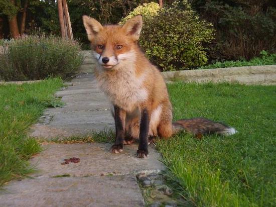 fox1311019sm