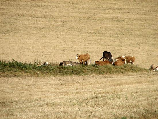 cattle_200706020