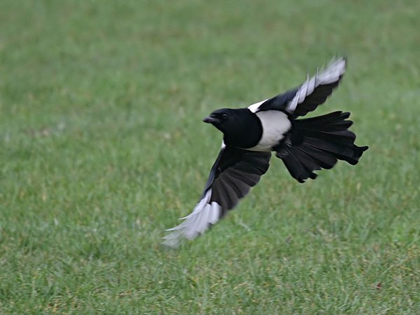 magpie_190107000_filtered