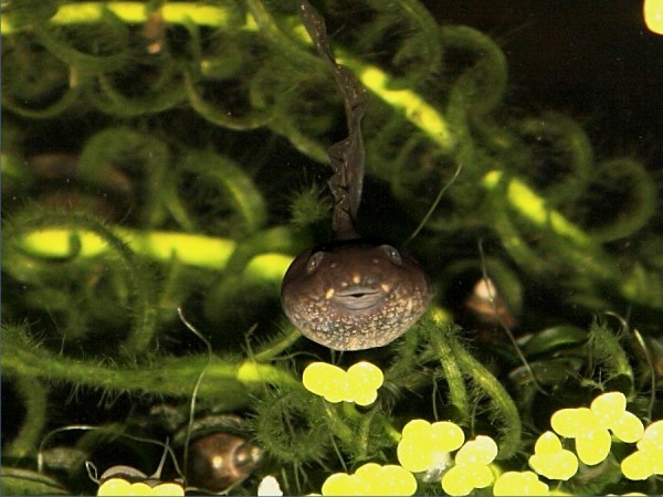 tadpole portrait