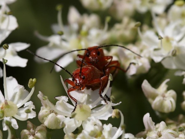 common_red_soldier_beetle_0607077997