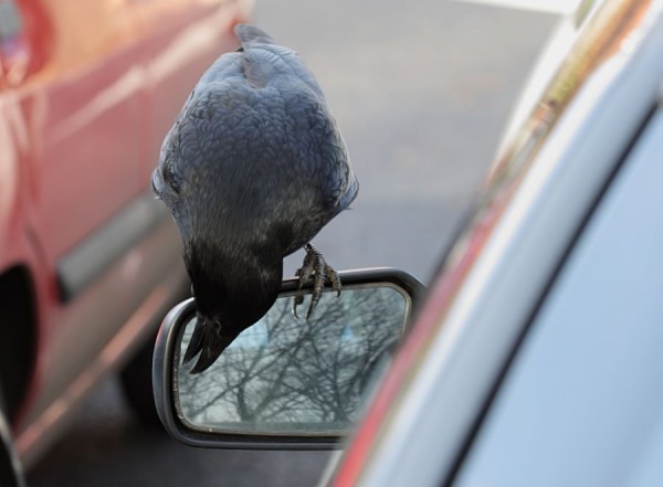 crow and wing mirror