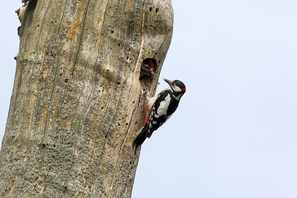 greater spotted woodpecker chick