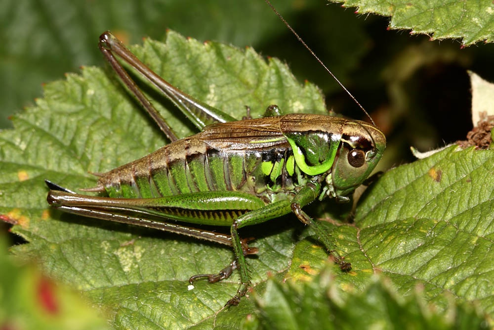 roesel's bush cricket