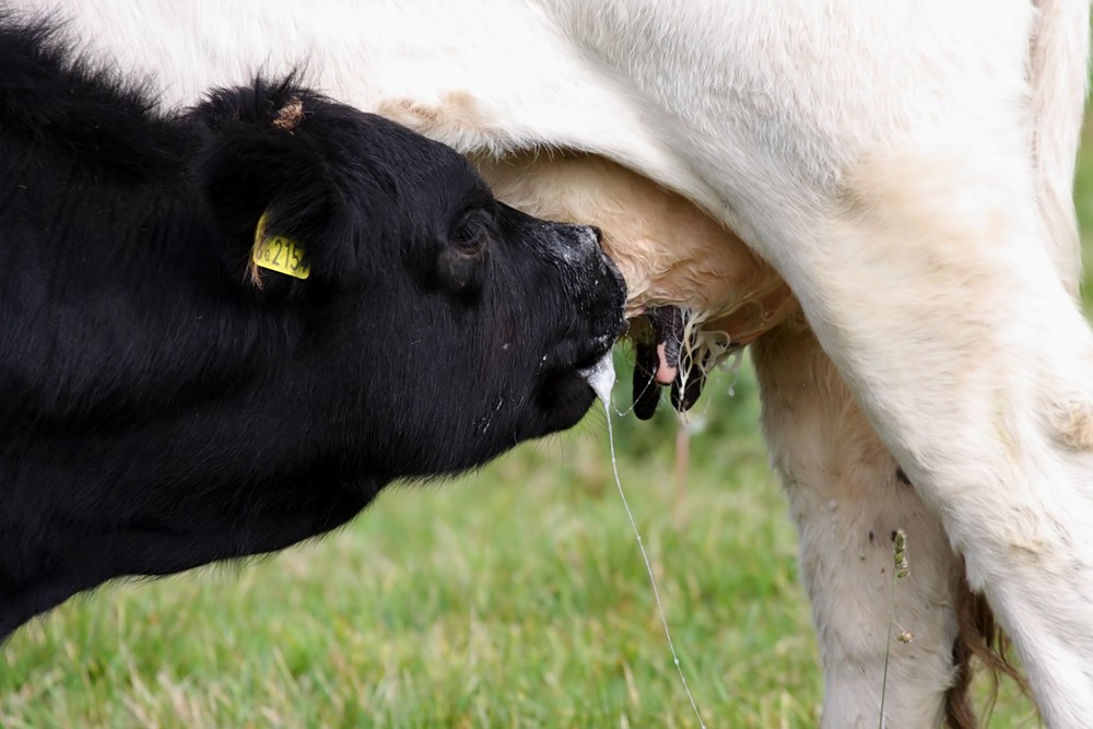 calf feeding