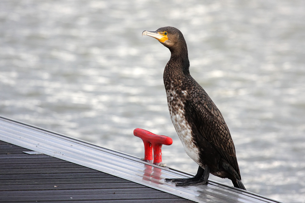 cormorants at Chichester Marina