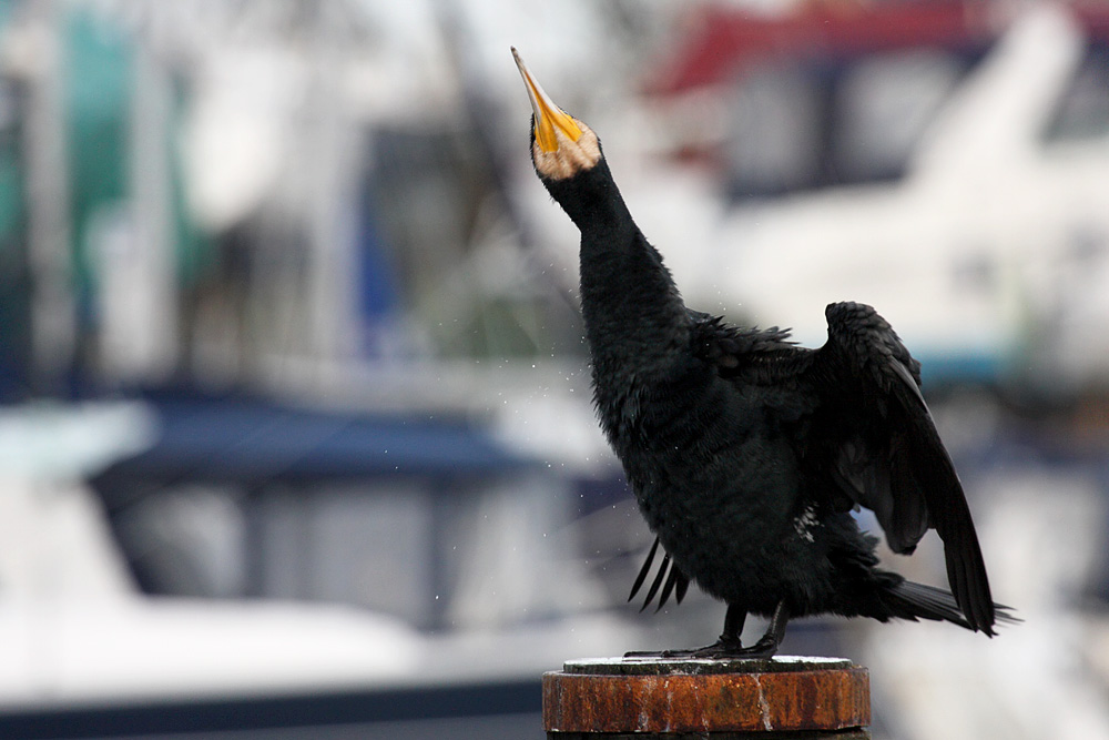 cormorants at Chichester Marina