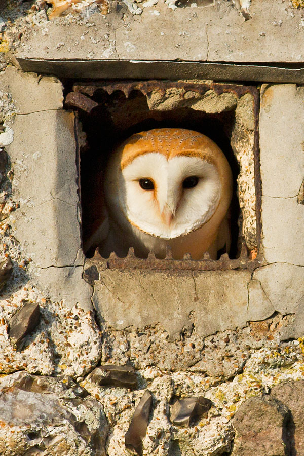 Barn Owl