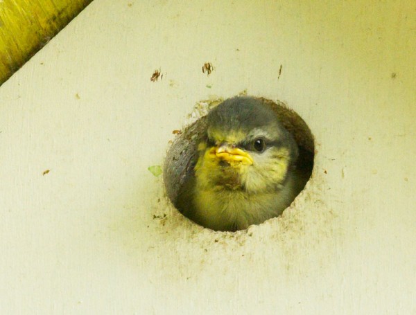 Baby blue tit in nest box
