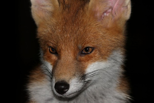 fox cub portrait