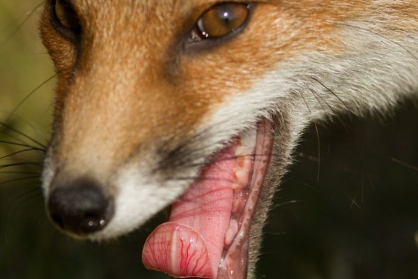 fox cub face