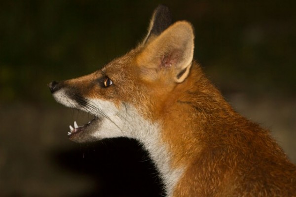 fox portrait