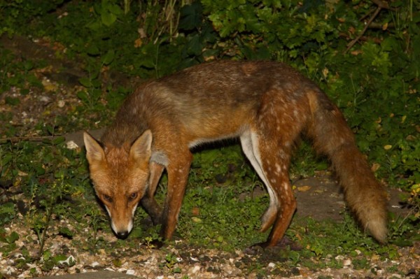 fallow fox
